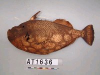 藏品(魚皮掛飾)的圖片